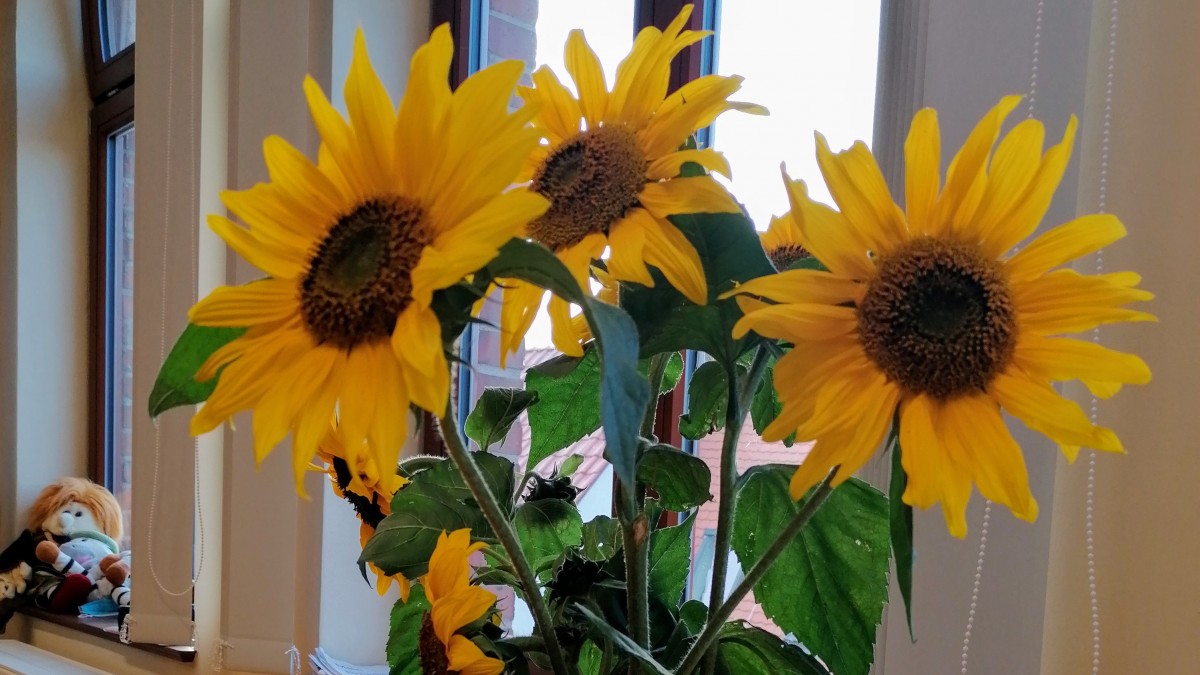Sonnenblumen in einem Burger Klassenzimmer