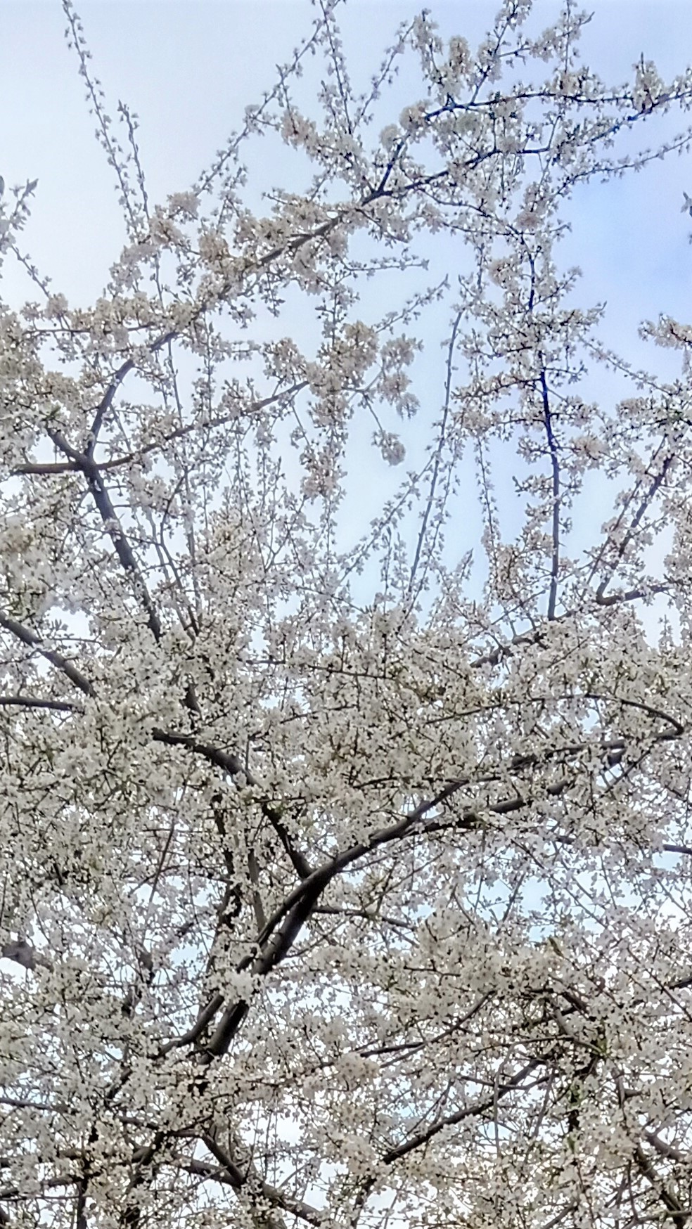 Baumblüten